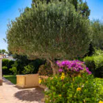 PM07389_Villa_Cala-Murada_Pool_Garten_Meerblick_09