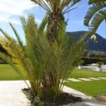 PM07396_Finca_Pool_Garten_Pollensa_10