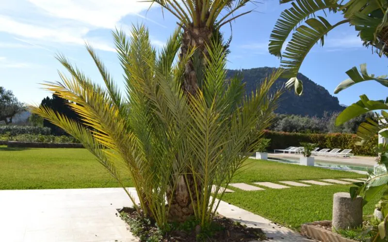 PM07396_Finca_Pool_Garten_Pollensa_10